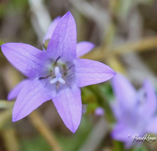  purple  love ... flowersofinstagram  flowerstagram  flowerslovers ...