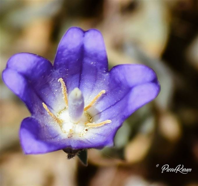  purple  love ... flowersofinstagram  flowerstagram  flowerslovers ...