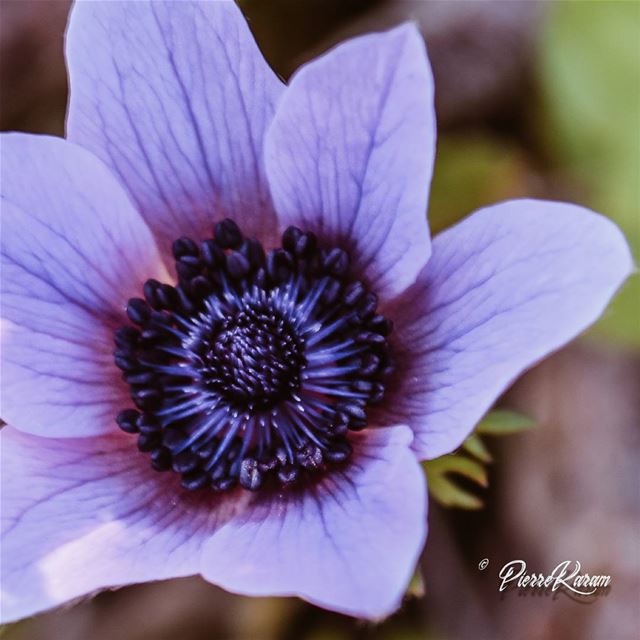  purple  love ... flowersofinstagram  flowerstagram  flowerslovers ...