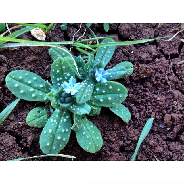 Purple Wildflower with polkadotted leaves 😍 simplyaroun