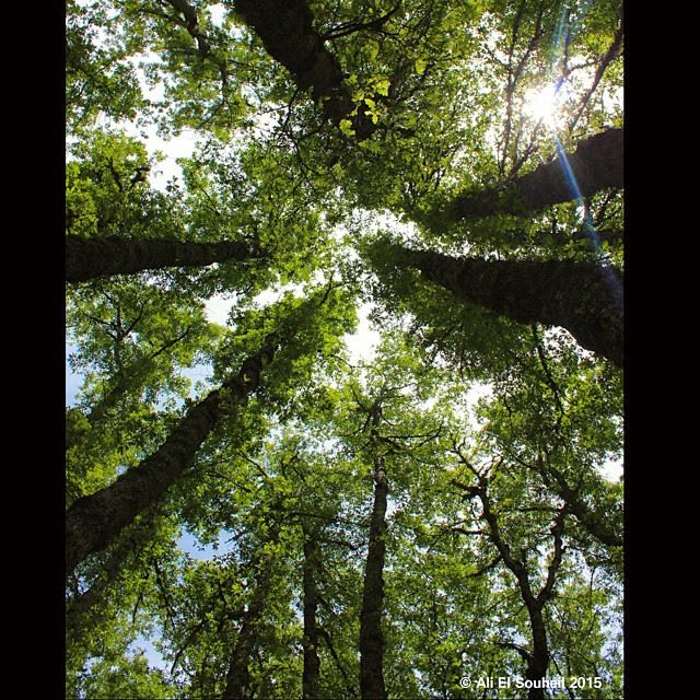  qamou3a  forest  akkar  trees  sky  sun  perspective  lebanon  colorful ...
