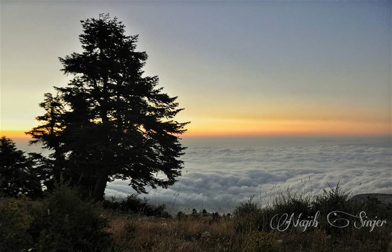  qamouaa  sunset  fog  woods  clouds  akkar  hiking  hikingadventures ... (El Qamouaa)