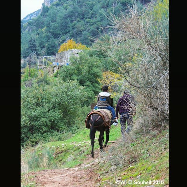  qannoubine  valley  nature  green  kids  ride  donkey  lebanon  colorful ...