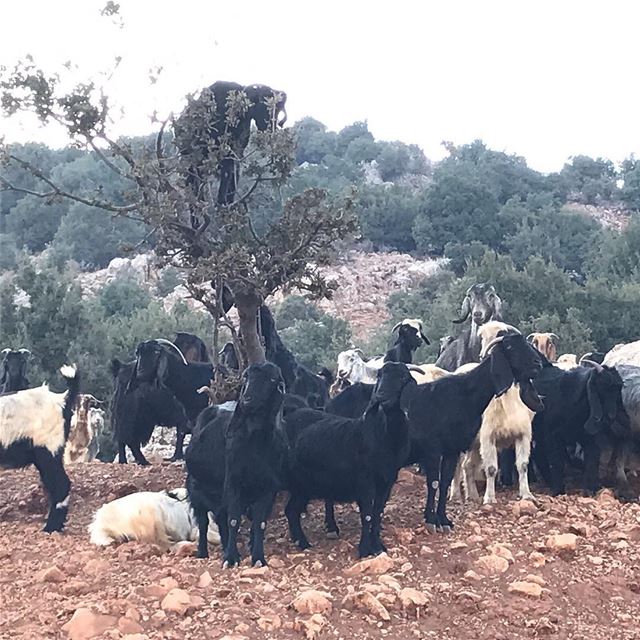  qaraounlake  بحيرة القرعون  lebanonlovers  lebanon  lebanontraveler ... (El Qaraoun, Béqaa, Lebanon)