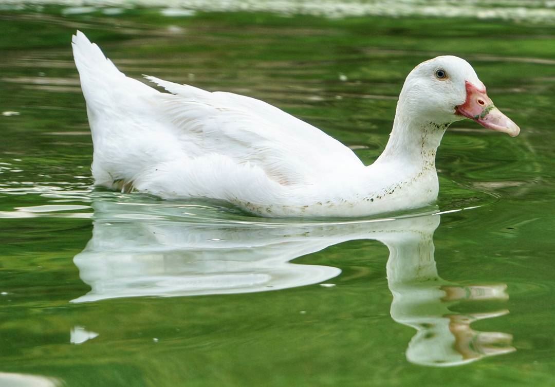quacks like a duck. lake  lakers  lebanon  lebanonanimals  white  animals...