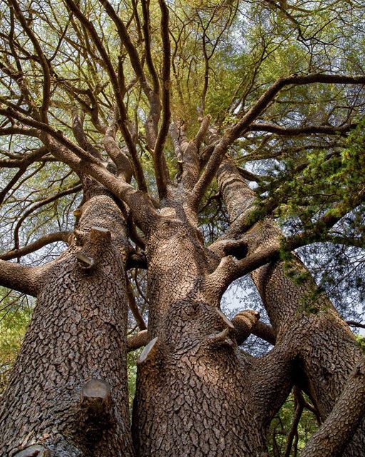 Quando você está embaixo dos enormes e milenares Cedros do Líbano, não se... (Cedars of God)