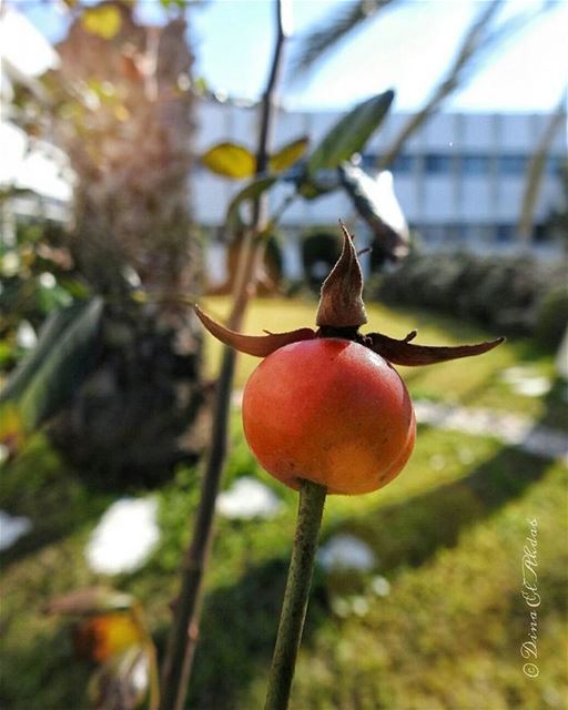 Que c'est-il passé à la nature que nous croyons éleverQue c'est-il passé... (USJ CEU Liban Nord)