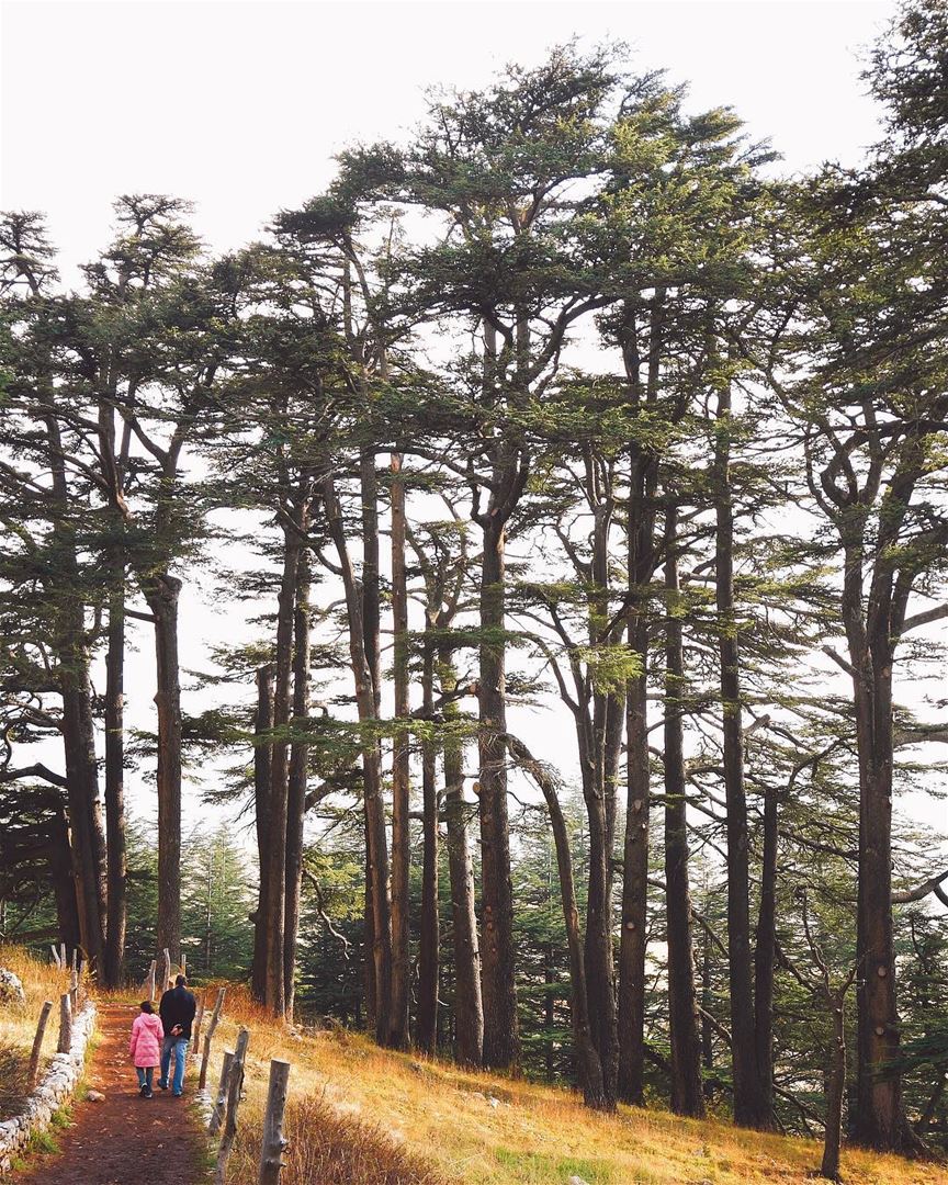 Que tal começar o dia com uma caminhada pelos Cedros milenares do Líbano?... (Cedars of God)