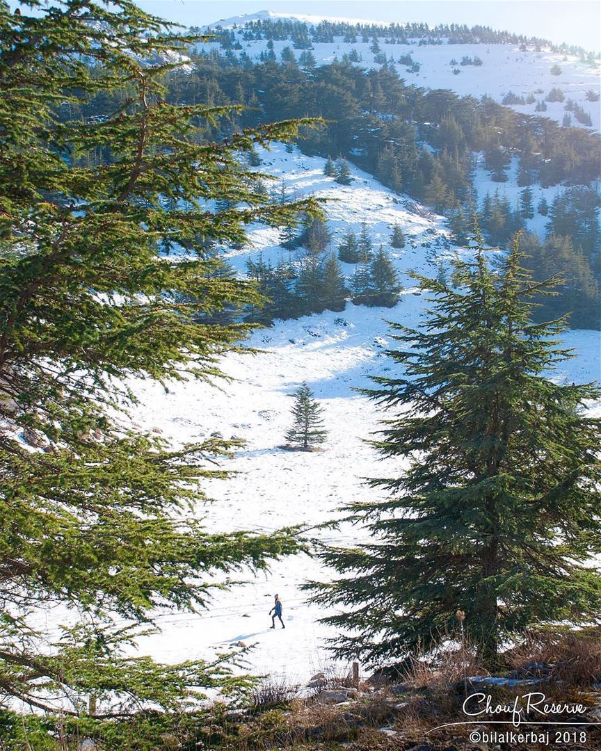 Querido Líbano, obrigado por nos presentear com suas lindas paisagens!... (Al Shouf Cedar Nature Reserve)