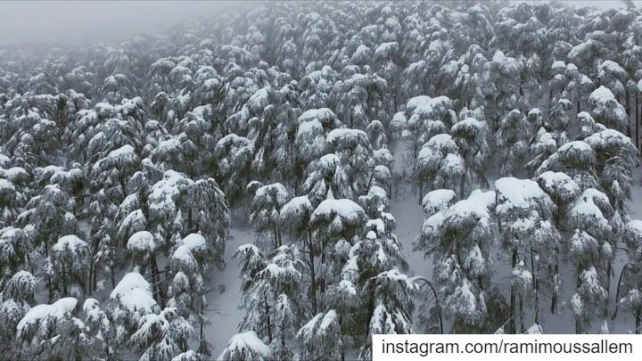 🎶 Quiet Revealing 🎶.. livelovechouf  shouf  shoufreserve ... (Al Shouf Cedar Nature Reserve)