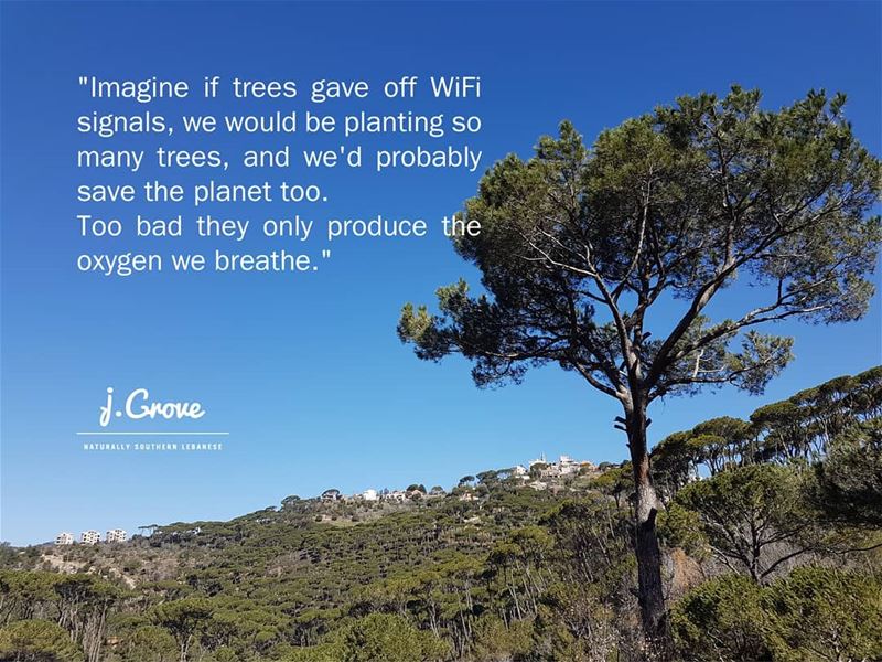 🌳 🌳 🌳  Quote  jGrove  LoveATree  Tree  Trees  Green  Nature ...