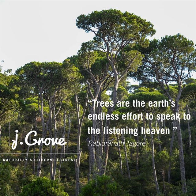 🌳🌳🌳 Quote  jGrove  Tree  Trees  Green  Nature  NatureLovers  Healthy ...