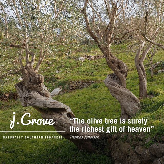  Quote  QuoteOfTheWeek  jGrove  OliveTree  Lebanese  Land  Green ...