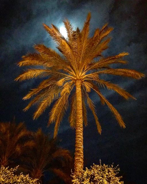 Race the Moon 🌙 moon  moonlight  nature  goodnight  tyre  lebanon ... (Al-Malikiyya)