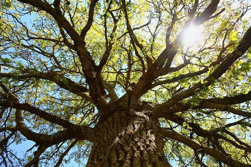 Radiate positive vibes. JabalMoussa  unescomab  unesco  biospherereserve...