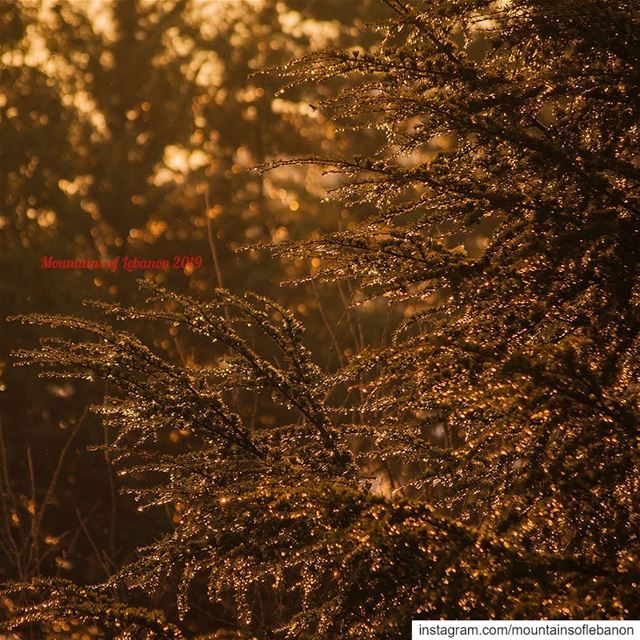 Rain droplets on golden Hour! lebanontraveler  rain  goldenhour ...