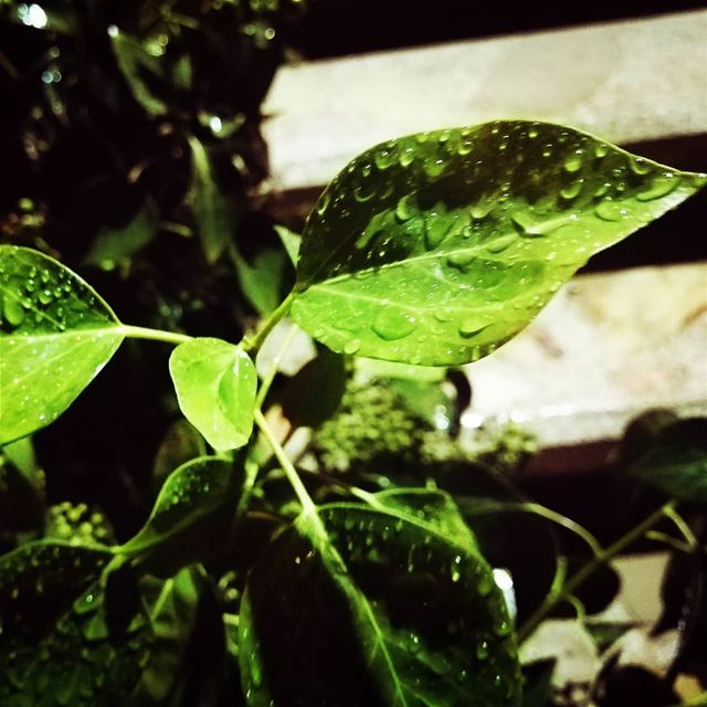  rain naturephotography nature plants lebanon winterphotography photo...