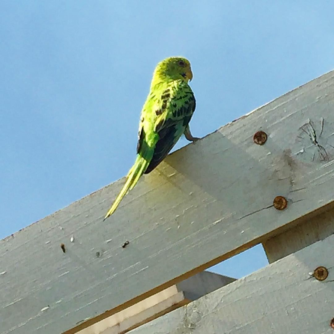 Rare to find 🐧  bird  sky  freedom  colorful  green  rare  lebanon ...
