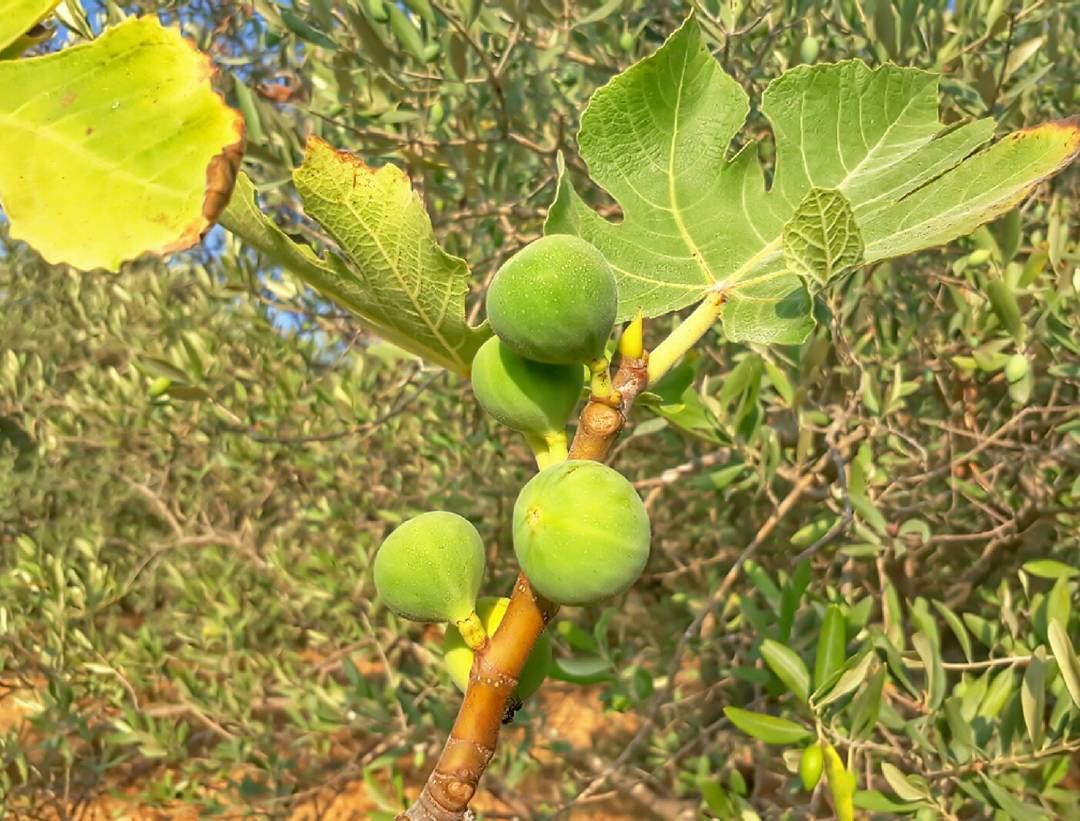  rasnhash  batroun  lebanon  kalawounphoto  figs  🍈  livelovebatroun ... (Ras Nhash- Batroun)