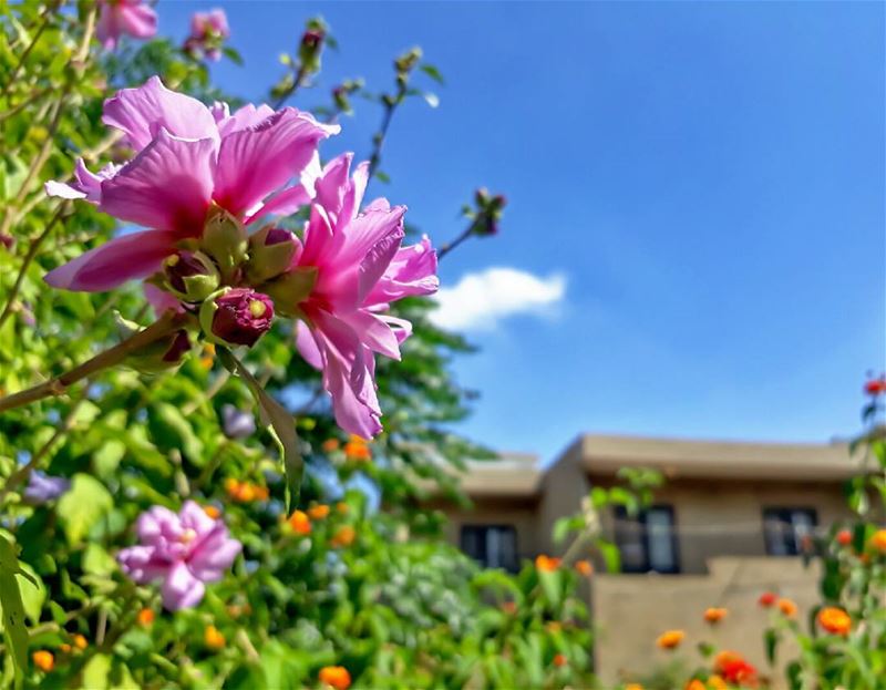  rasnhash  batroun  lebanon  kalawounphoto  flowers  🌹  livelovebatroun ... (Ra'S Nhash, Liban-Nord, Lebanon)