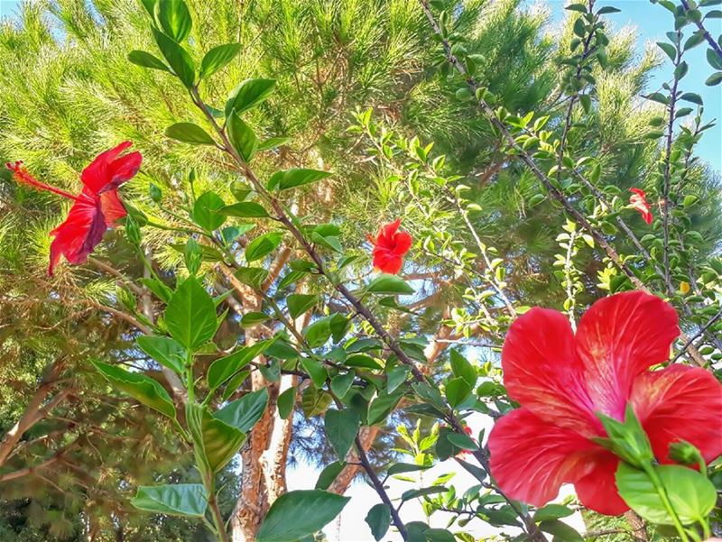  rasnhash  batroun  lebanon  kalawounphoto  flowers  🌺  monbeauliban ... (Ra'S Nhash, Liban-Nord, Lebanon)