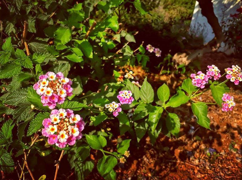  rasnhash  batroun  lebanon  kalawounphoto  📷  liveloveflowers ... (Ras Nhash- Batroun)