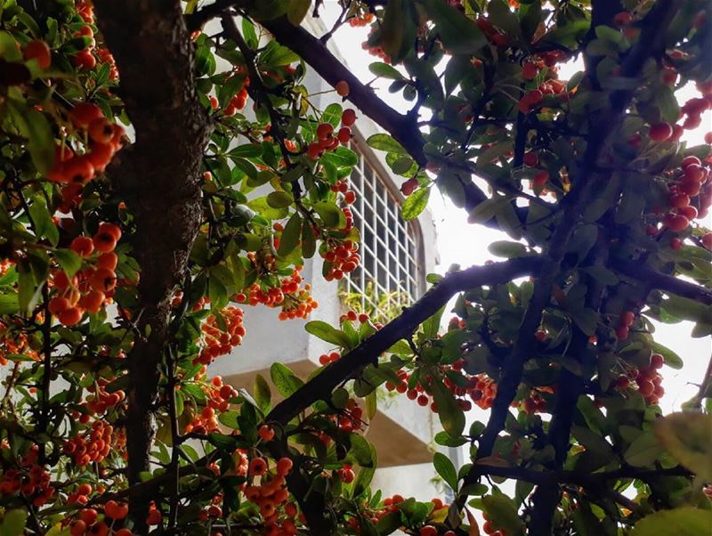  rasnhash  batroun  lebanon  kalawounphoto  monbeauliban  mycountrylebanon... (Lebanon)