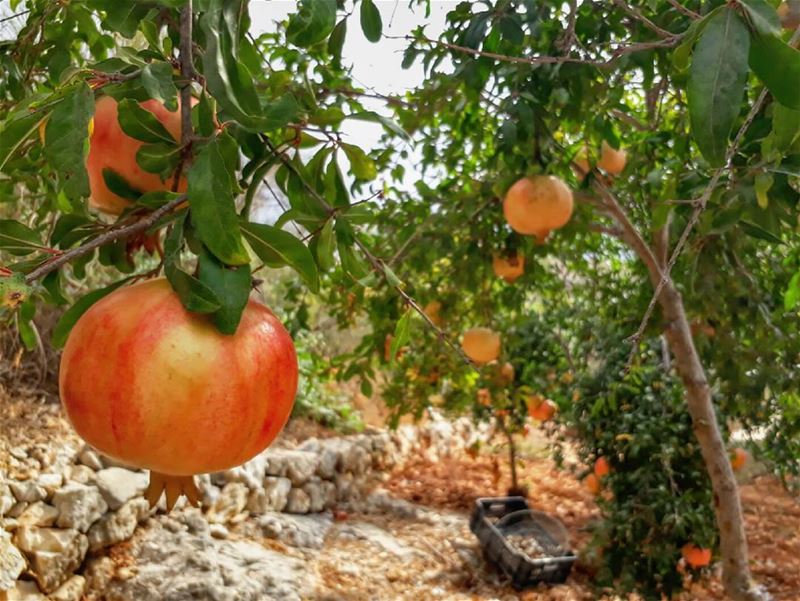  rasnhash  batroun  lebanon  kalawounphoto  mycountrylebanon  monbeauliban... (Lebanon)