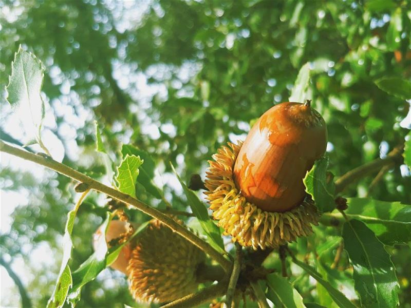  🌳  rasnhash  batroun  lebanon  kalawounphoto  oak  🌞  livelovevatroun ... (Ras Nhash- Batroun)