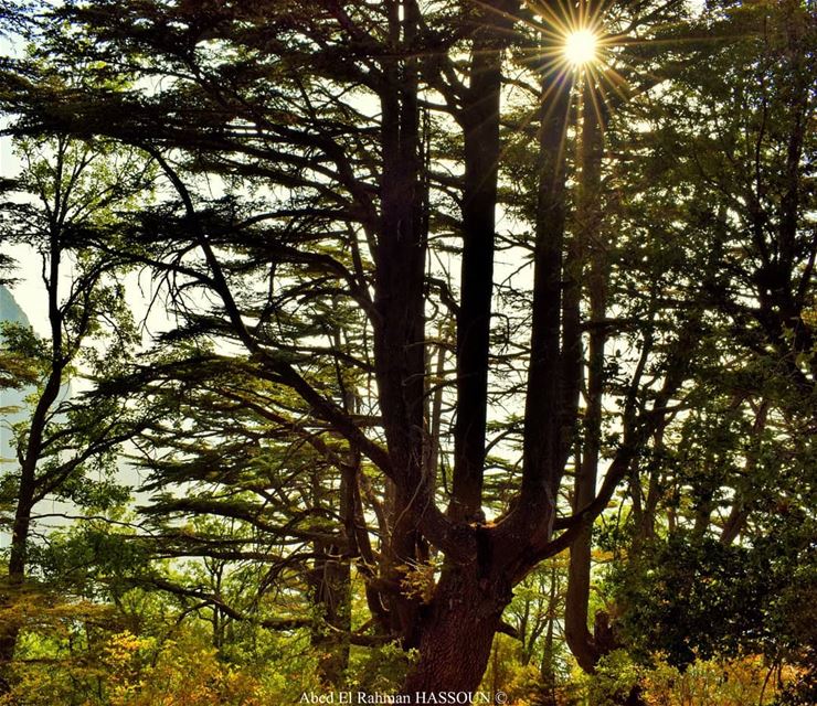 Rays of H.☉.P.E...... Tannourine 🌲............ (Cedar Reserve Tannourine)