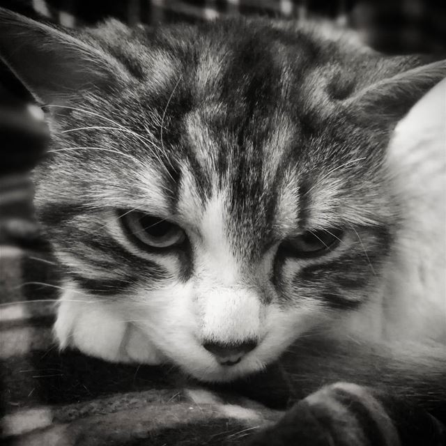 Ready for a nap -  ichalhoub in  Tripoli north  Lebanon shooting ...