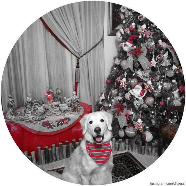ready for Christmas 🎄. Woody  ilovemydog  happyface  purelove ...