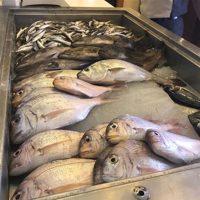 Ready to be fried ? 🐟 🐠🇱🇧  freshfish  fish  seafood  lebanon  sour ... (Shawatina Restaurant)