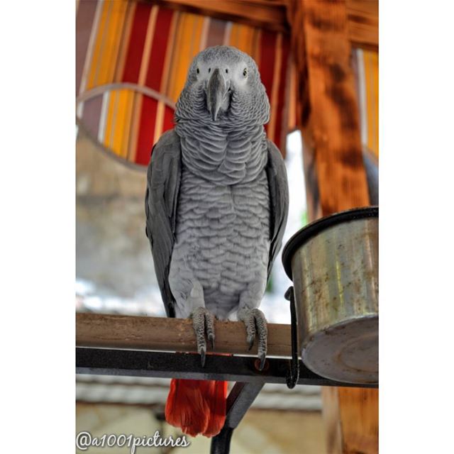 Real ladies only need one shade of grey!Good Morning 🐦😋..... bird... (Tripoli, Lebanon)