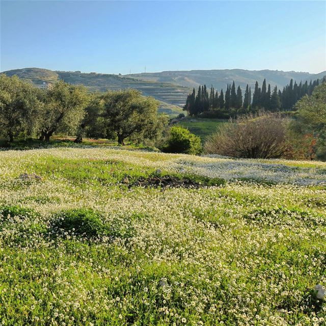 Rebirth 🌳🌸🌞 spring  trees  field  flowers  sunrise  morning  life ... (Bqosta, Liban-Sud, Lebanon)