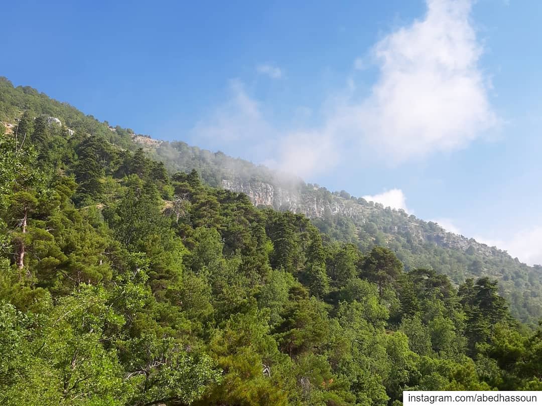 Reconnecting to nature 🌲......................... (Horsh Ehden Nature Reserve)