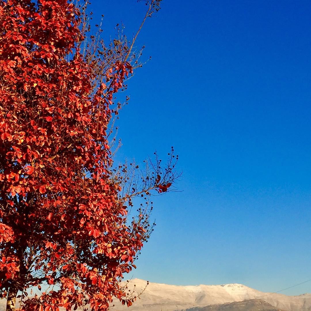 Red leaves of Fall and the unmistakable Mount Sannine in the back with the... (Qleyaat)