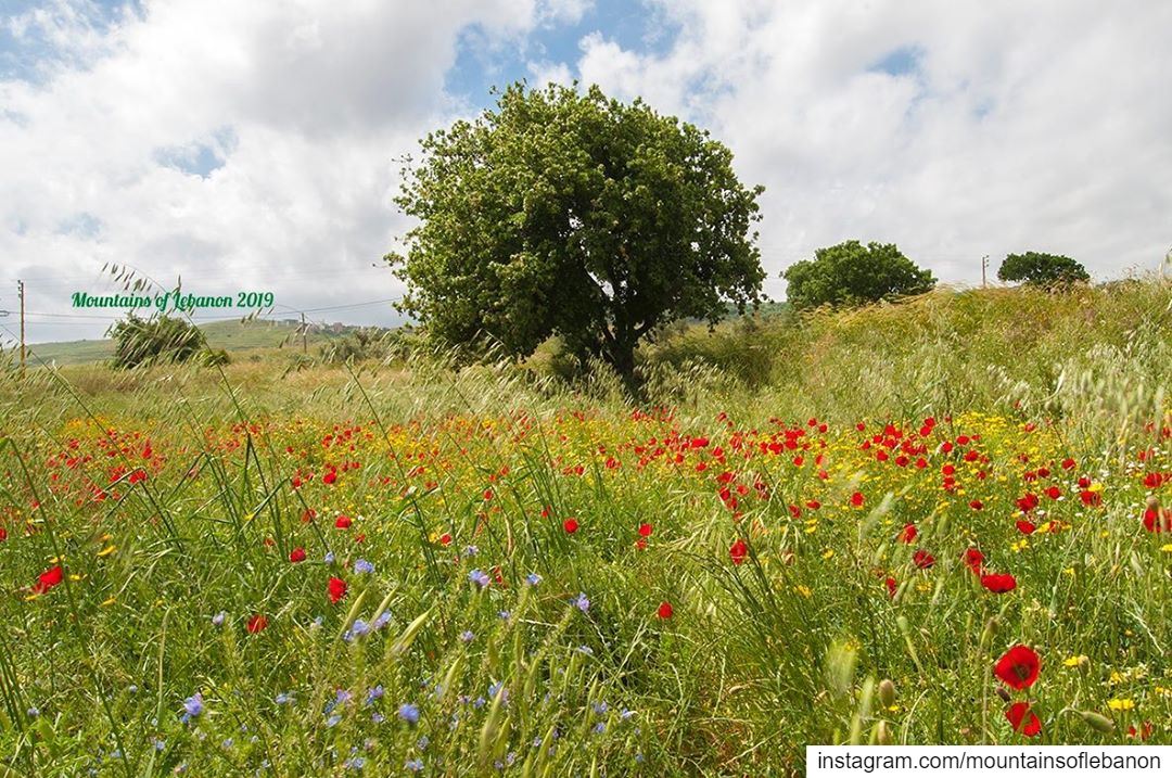 Red, Yellow and blue flowers in the middle of green fields! (area of... (Akkar Trail درب عكار)