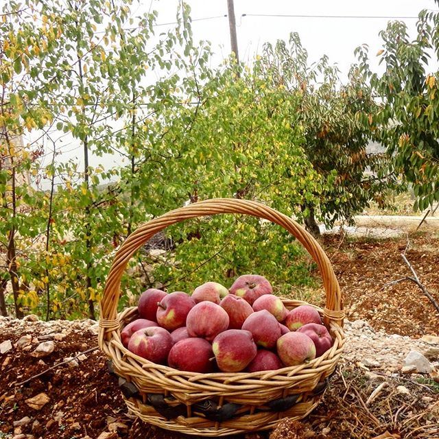 redapple pommesrouges autum automne (Tarchich)