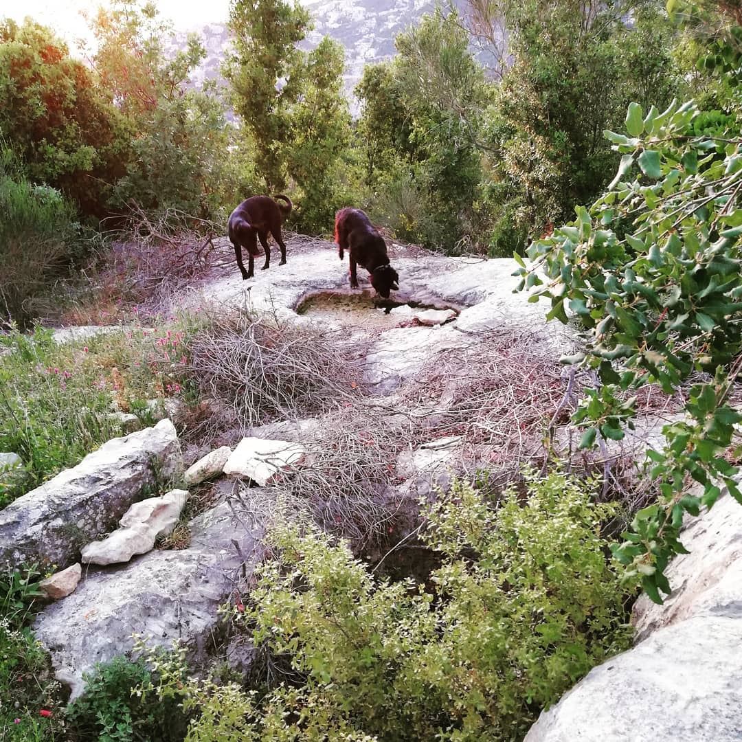 Rediscovering your own villlage with your pets, taking paths we used as... (Dlebta, Mont-Liban, Lebanon)