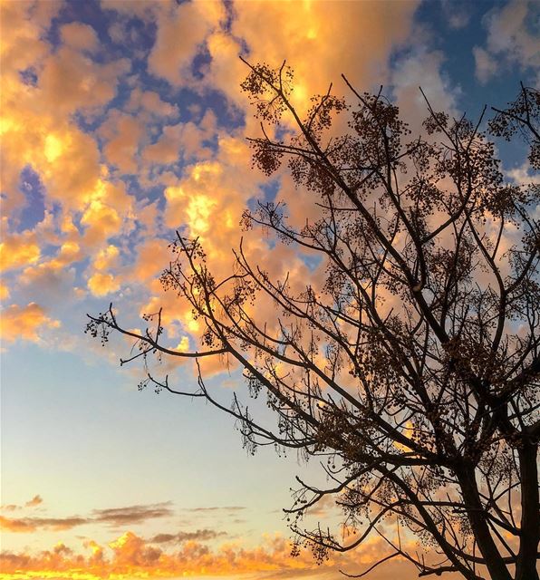 🌤  redskies  nature  naked_trees  orange  clouds  art  lebanon ... (مدينة صور)