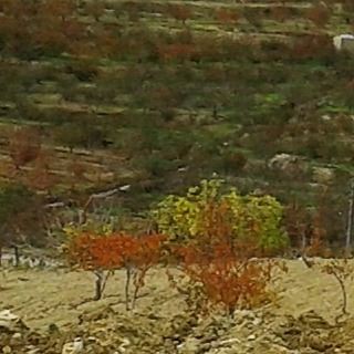 redtrees autum autumncolours automnenaturewatsuplebanon discoverlebanon nature (Twayti)