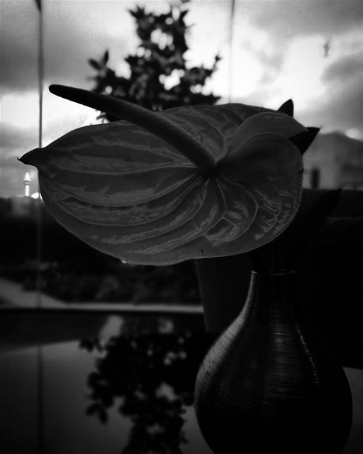 Reflecting concept -  ichalhoub shooting  mobilephotography / ...