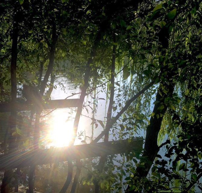  reflection  sunrays  river  trees  green  nature  bisri ...