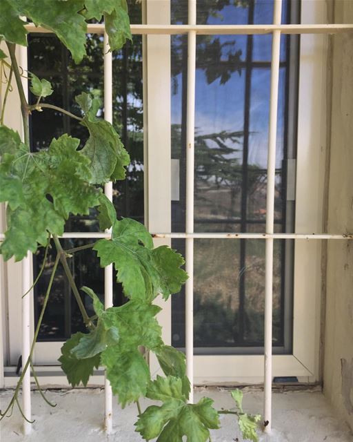 Reflections..  window  vine  cedartree  eye_for_earth  bluesky  summer2018...