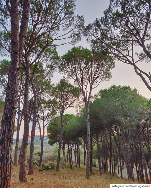 Relaxing underneath the pine trees😌 (Joûn, Liban-Sud, Lebanon)