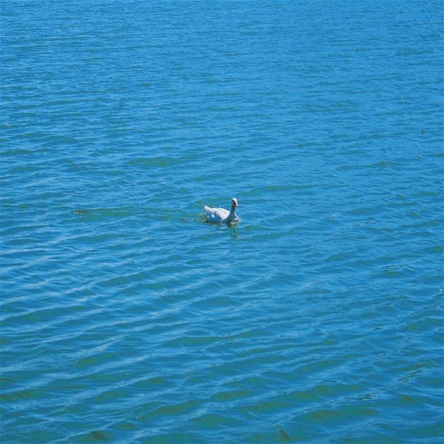 'release the quackin....' (Beqaa Governorate)