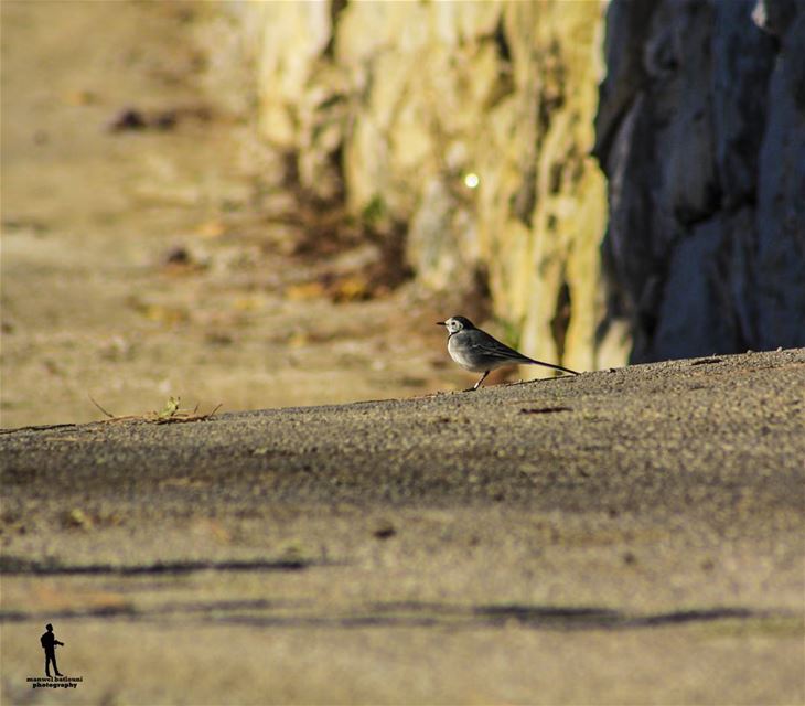RENEW YOURSELF TODAY IS A NEW DAY. morning  bird fallbirds  chouf...