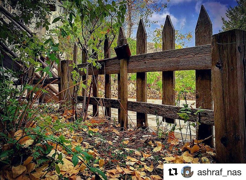  Repost @ashraf_nas (@get_repost)・・・ورقو الأصفر شهر أيلولتحت الشبابيك... (Feitroun, Mont-Liban, Lebanon)