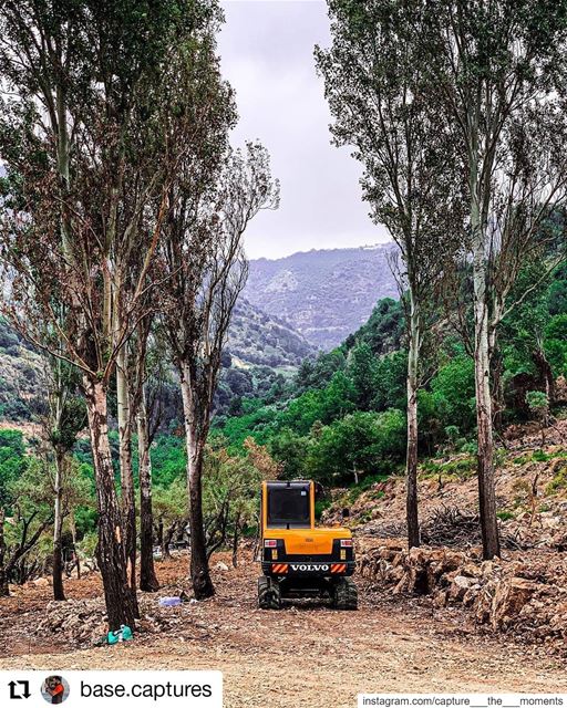  Repost @base.captures• • • • • • lebanon  liban  livelovechouf  tree ... (`Ammatour, Mont-Liban, Lebanon)